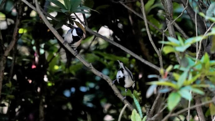 5月13日・・・・サンコウチョウ