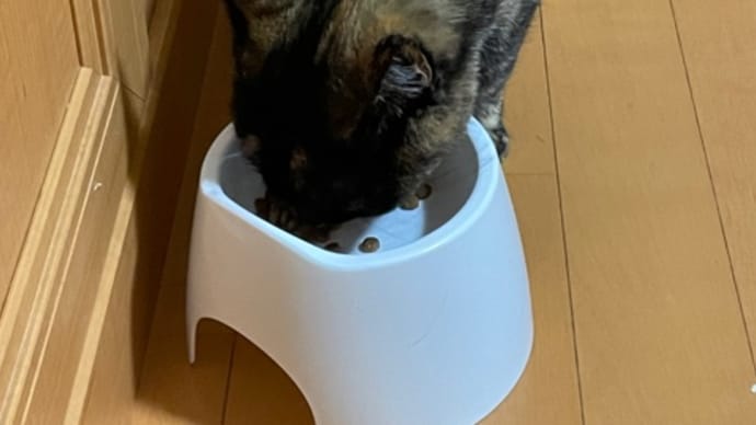 192日目、ノアちゃんふみふみ