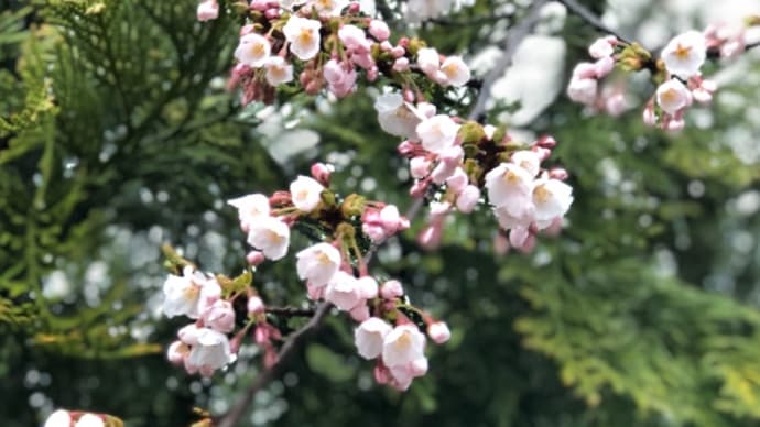 近所の桜