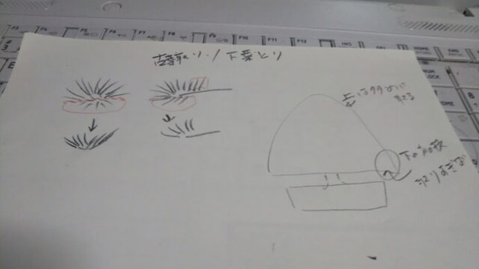 五葉松の古葉取り 下葉取り