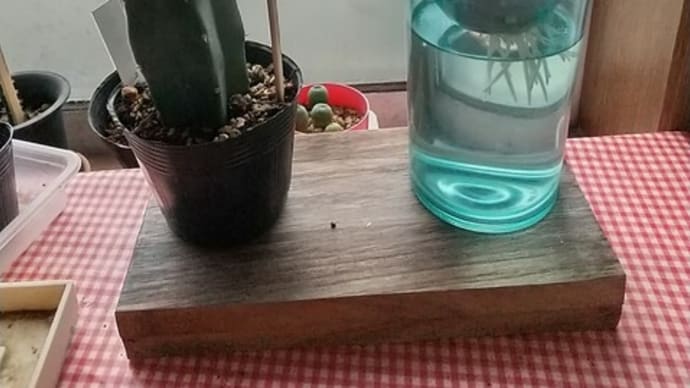 水栽培から接ぎ木に鞍替え