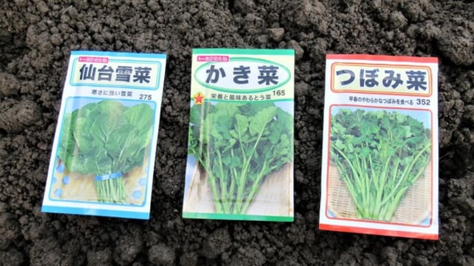 茎立ち菜の種播きを強引に決行