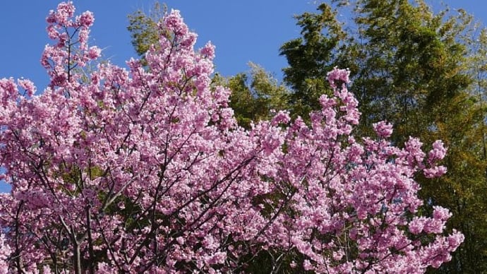平和への願いを込めて咲く桜・陽光