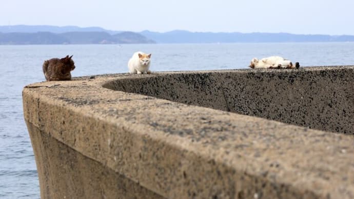 九州E島の猫たち　2024年3月　その8