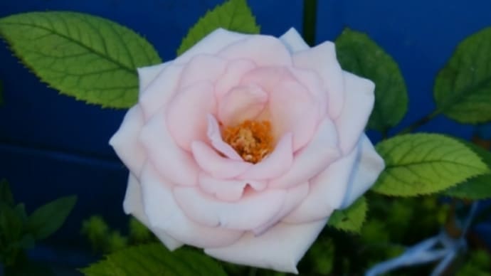 ミニバラ 二番花は小ぶりです 20210722