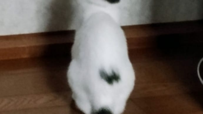 耳かきよ 何処に