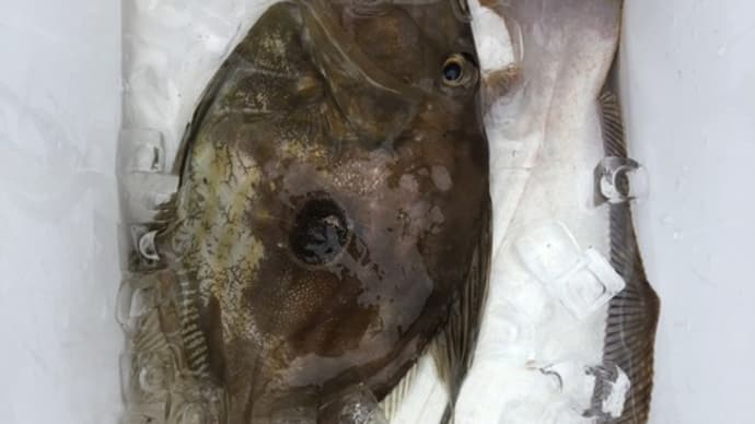 2号船午前便タテ釣り、1号船1日便ヒラメ、タテ釣りです。