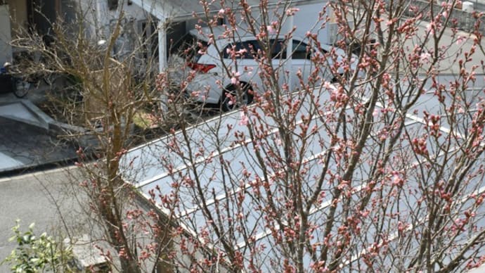 気温上昇 啓翁桜の開花進む