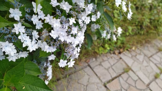 梅雨時の花さんぽ②擬宝珠