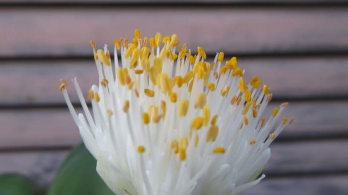 マユハケオモトの花