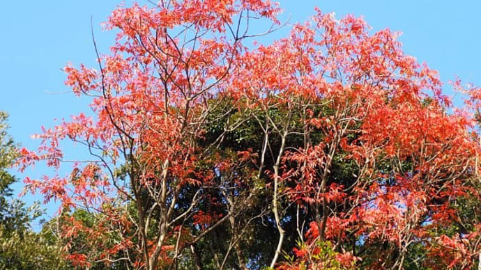 隣の森の紅葉と皇帝ダリア