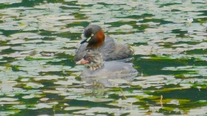 カイツブリ・玉泉館跡地公園