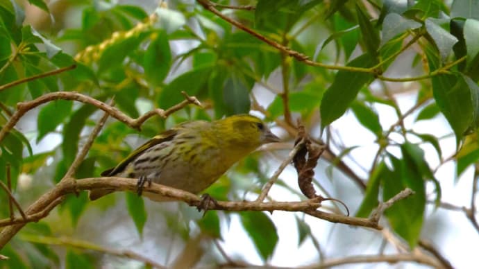 「野鳥の森」でマヒワなど ・・・ 3月31日 探鳥ウォークで