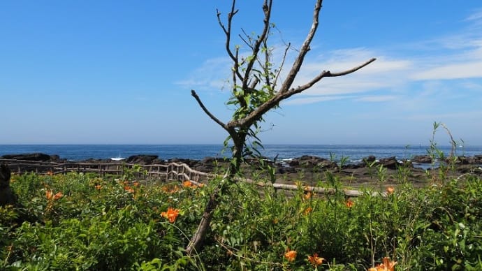 天神島のスカシユリとハマユウ 2021