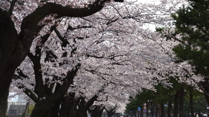十和田市の駒街道に咲き誇る桜を見る
