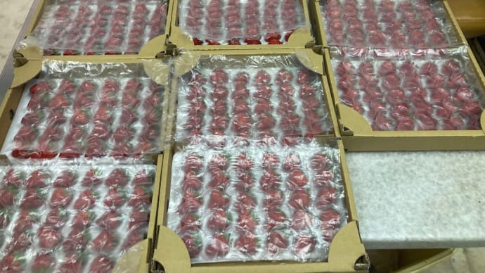 本日も国産のいちご🍓が入荷しました。