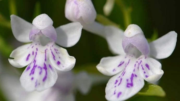 鉢植えのウチョウランの仲間（１） 白紫点花