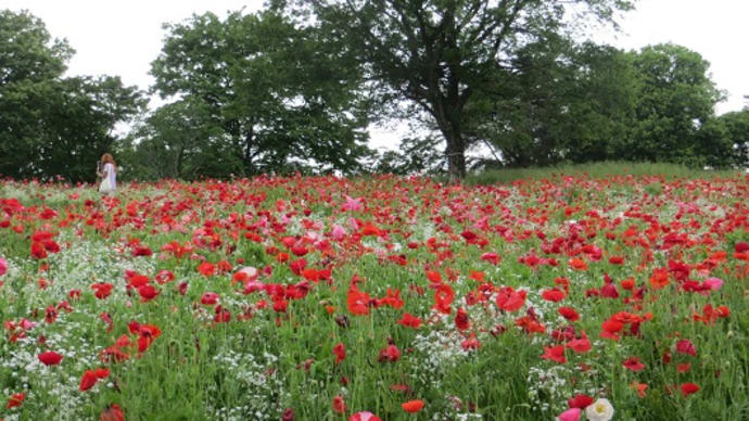 メモ帳1491ページ 国営昭和記念公園の花の丘