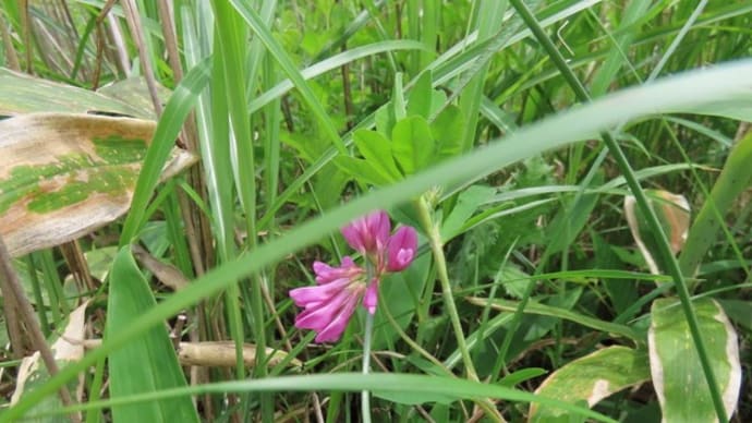 高ボッチ高原・鉢伏山の植物　シャジクソウ（車軸草）