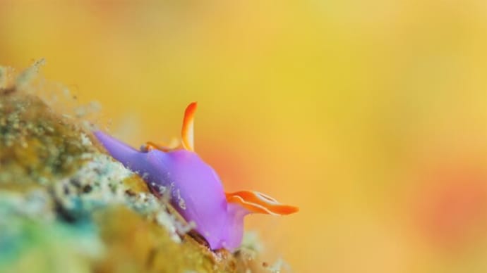 潜水開始!!、3月16日の海。☆