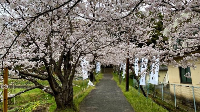 お天気もイマイチ、桜はほぼ満開、でもコロナで自粛ムード浸透 (亀山公園 神辺)