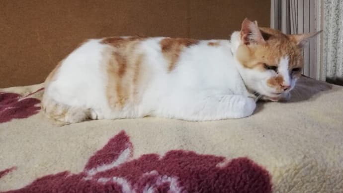 元野良猫ひかるくんの話 無事保護しました