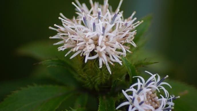 植物多様性センターの続きです