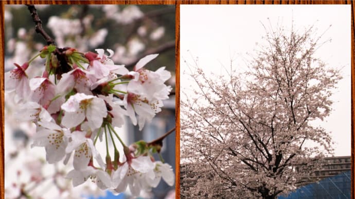 03月26日 越戸川の桜