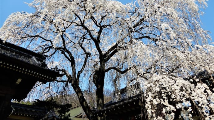 2020・4・8 長野市篠ノ井の光林寺の桜は見事だった!