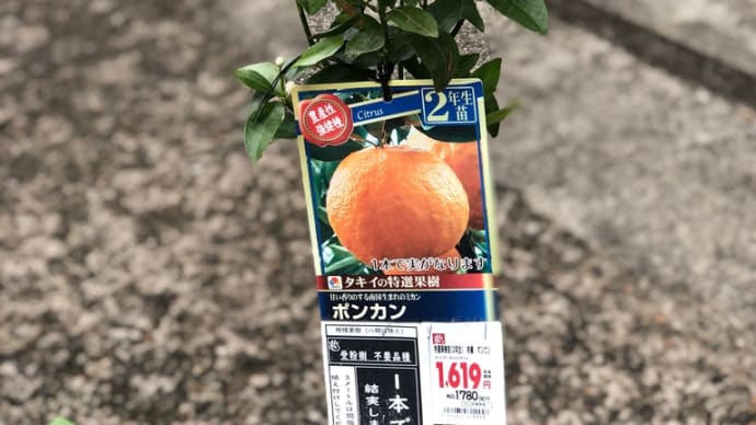 ポンカン苗木を植える
