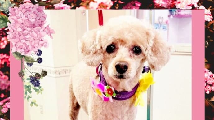 🐩 実はワタシもコレクター🎶 💘