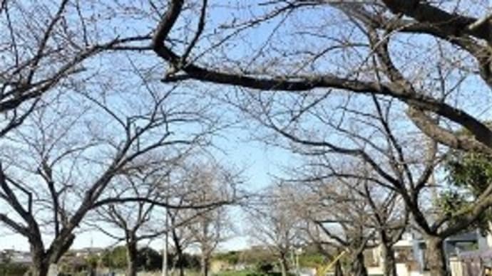 名古屋、開花宣言 !!