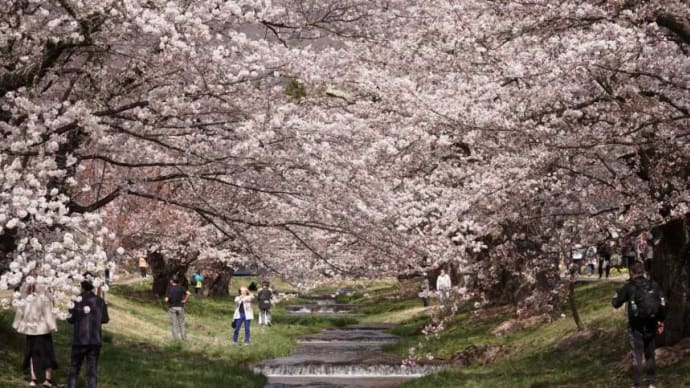 2023観音寺川の桜並木 /磐梯山牧場桜並木