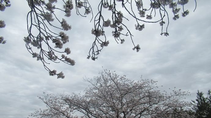 にっさい花みず木町内のソメイヨシノ