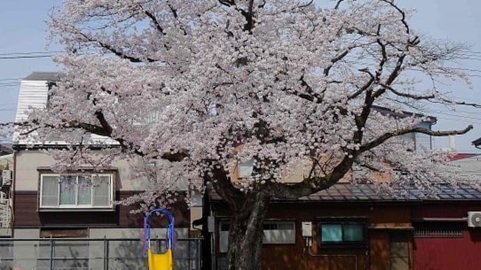 桜花見　2024（１）町内の公園