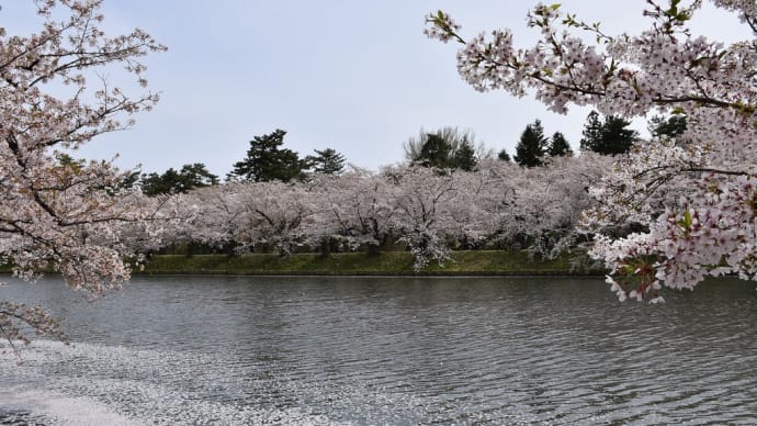 さくら狩り 青森県弘前市 弘前さくらまつり2021(10)春陽橋(しゅんようばし)