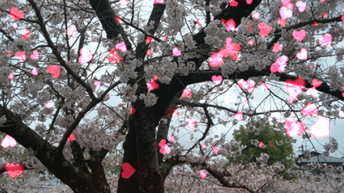 桜の季節ですね・・・