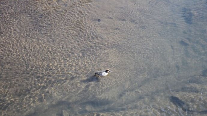 油淋鶏ふう(*^^*)とサギかもしれない・・・
