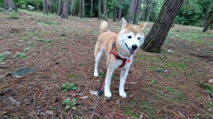 赤松林散歩 190720