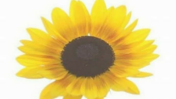 ひまわり🌻