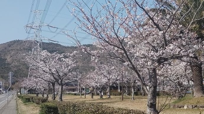 高砂市 鹿嶋神社 周辺 桜 '23