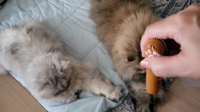 にゃんだろー光線に夢中な