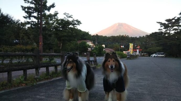 どうしたベルごん?