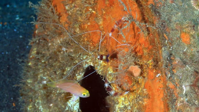 ベニハナダイの幼魚が登場