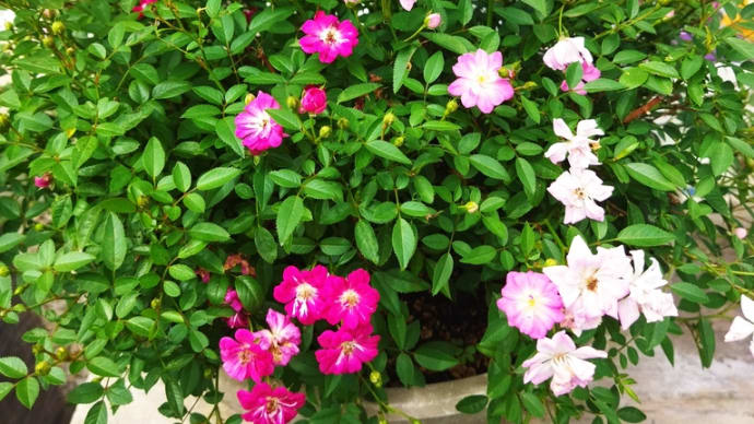 紅茶シフォンケーキ、庭の花々