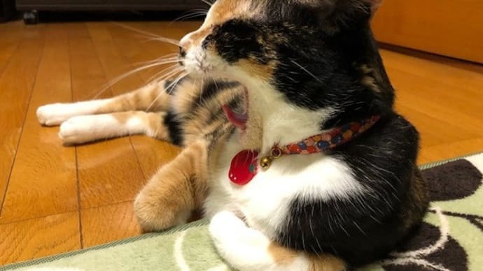 テレビっ子♪