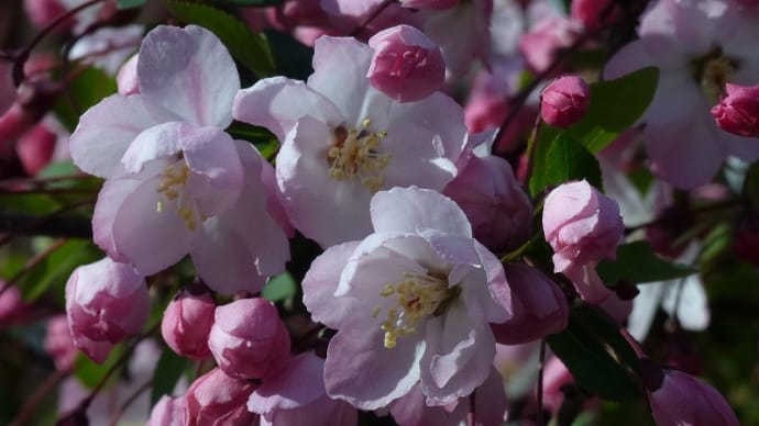 ハナカイドウ(花海棠)2025-1