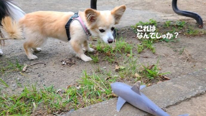 サメ?イルカ?
