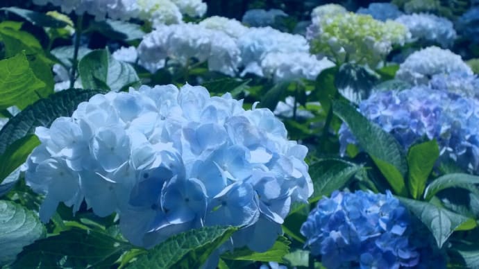 土門拳記念館の紫陽花 4