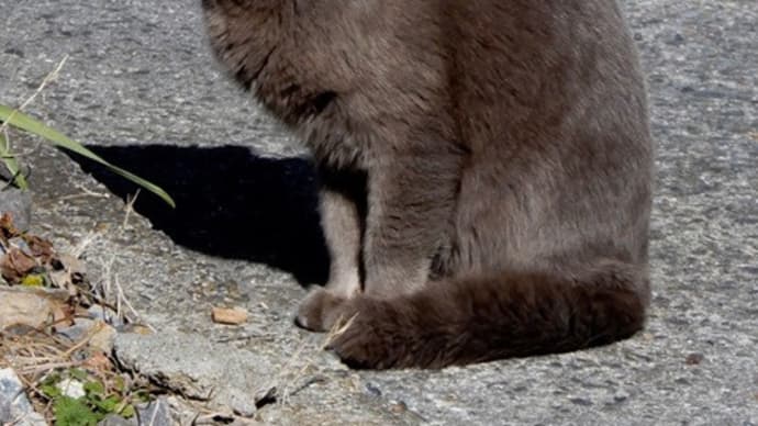 2019年の猫たち